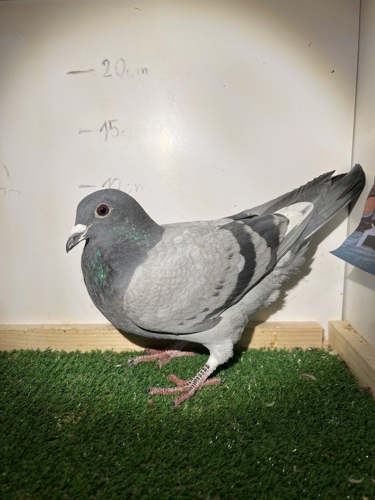 Poštovní Holub - Výletky 2025