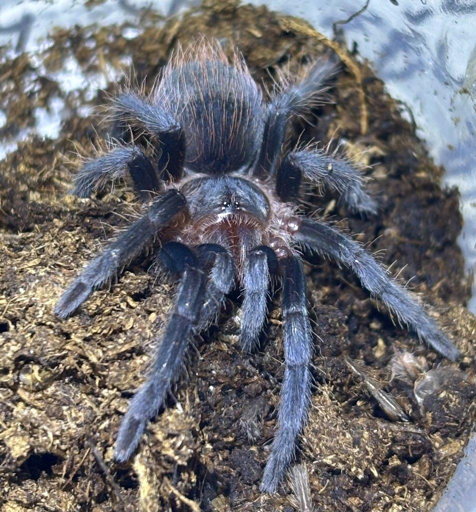 B. hamorii, B. boehmei, M. balfouri, G. pulchripes, H. pulchripes ...