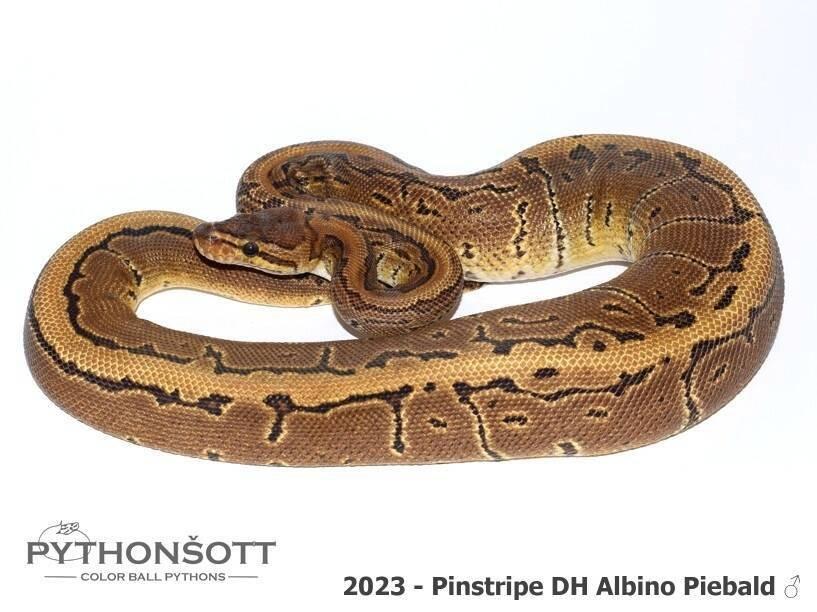 !!! UPRAVENÉ CENY !!! Krajta královská - mláďata