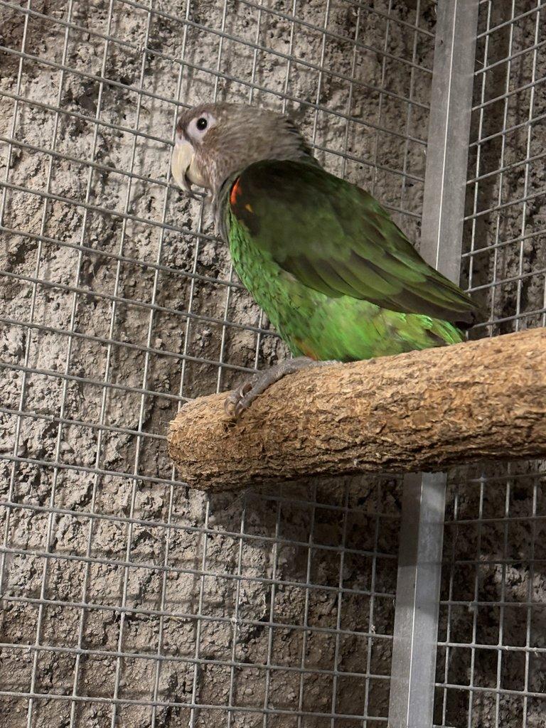 Papoušek kapský fuscikolis