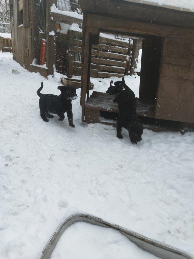 Štěňata rotvajlera