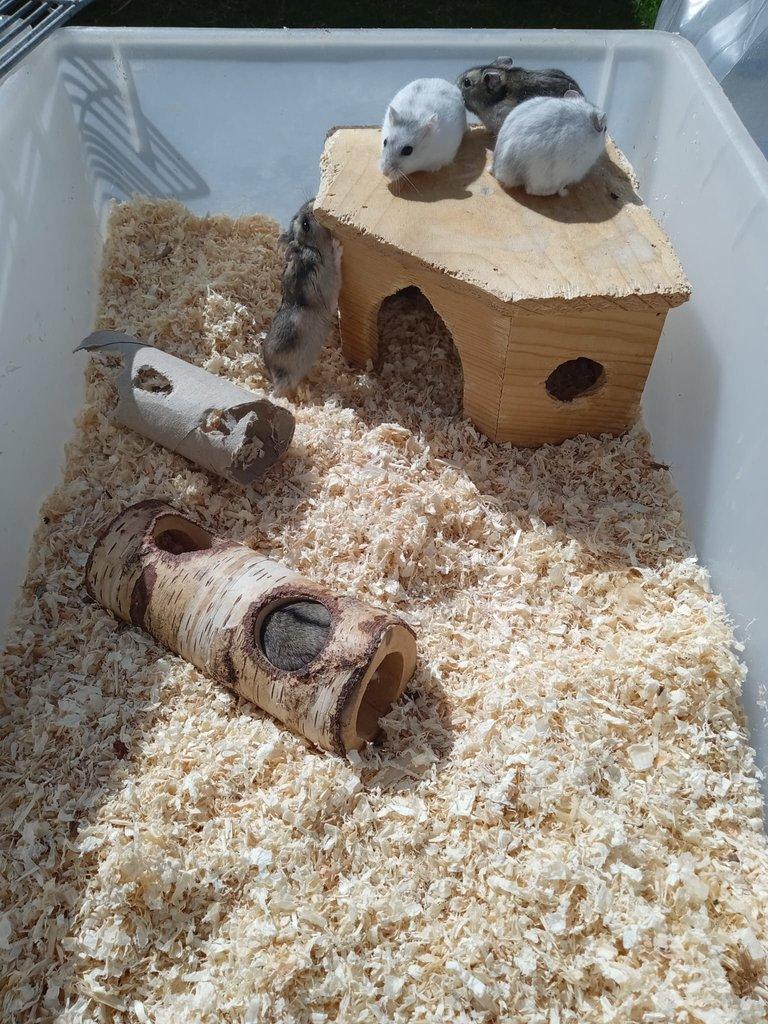 Křečík džungarský