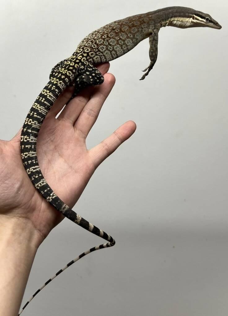 Živá exotika~F18-F20