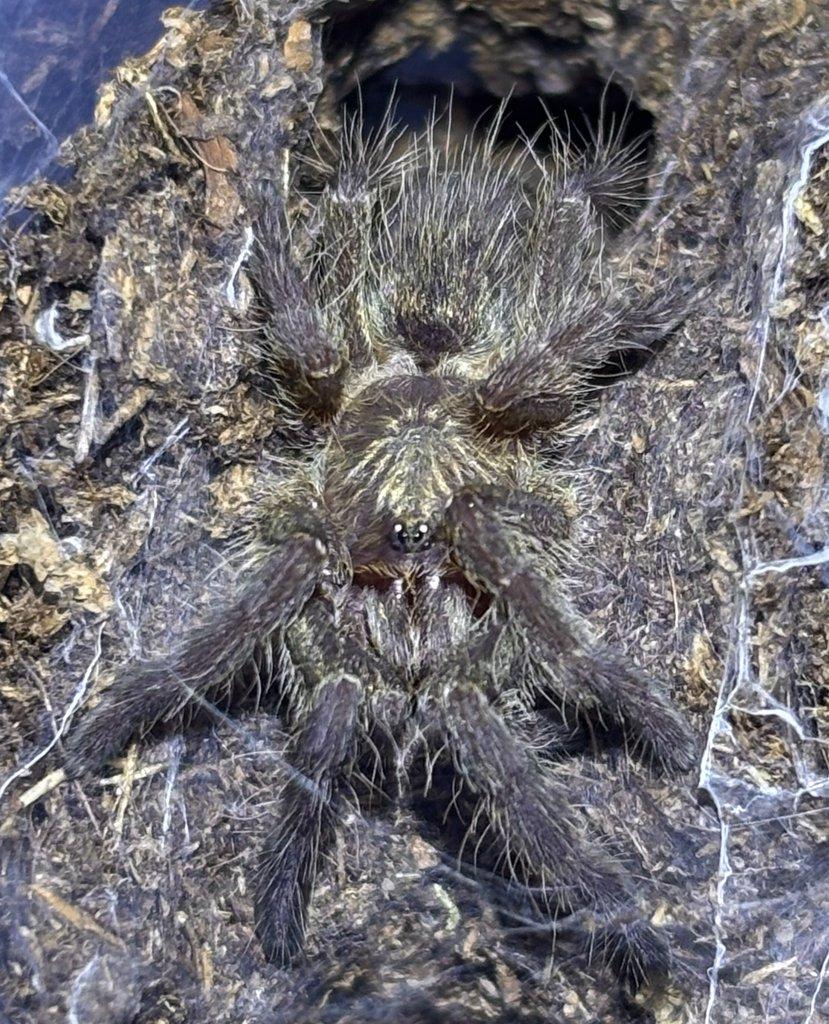 B. hamorii, B. boehmei, M. balfouri, G. pulchripes, H. pulchripes ...