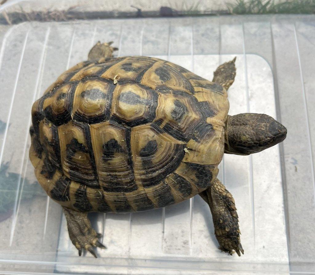 Pár Testudo Hermanni Hermanni