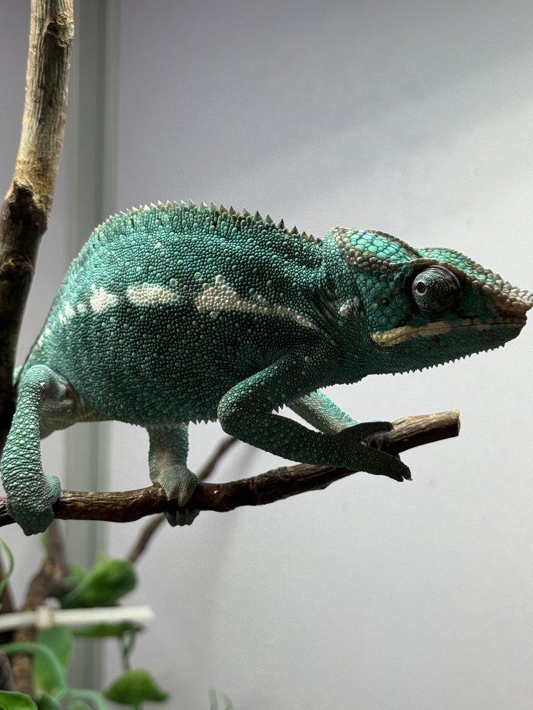 Nosy be samci 💙 Nosy be samice ❤️