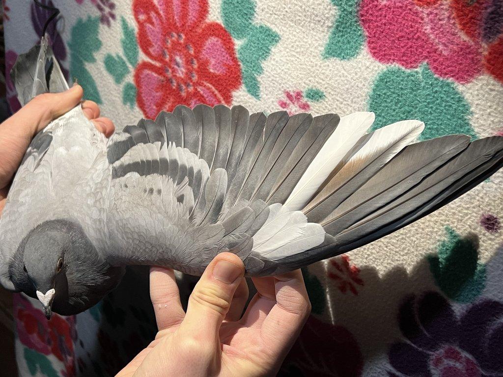 Poštovní Holub - Výletky 2025