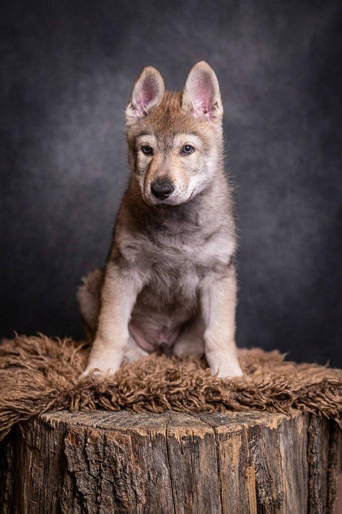 Československý vlčák - štěně s PP TOP prac.spojení