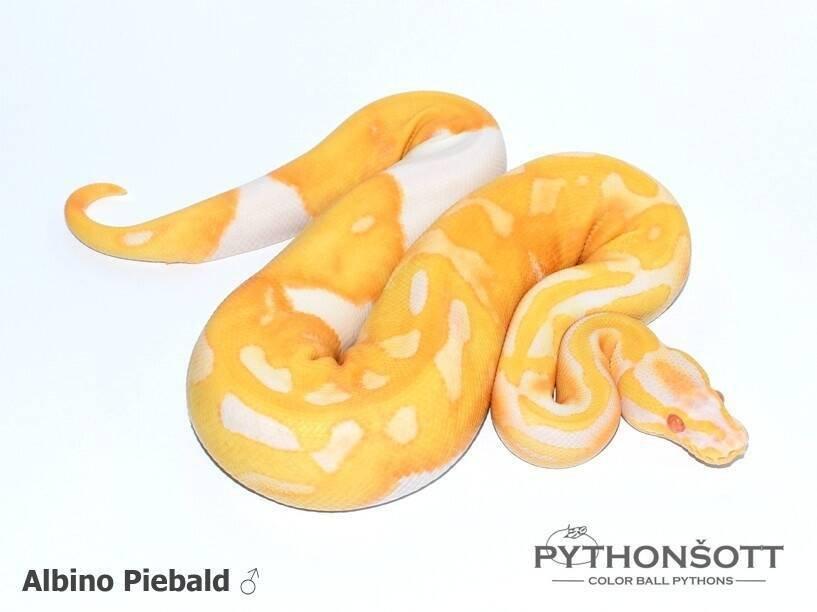 !!! UPRAVENÉ CENY !!! Krajta královská - mláďata