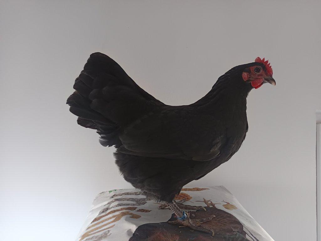 Násadová vejce zdrobnělé Australky černé a modré s lemy