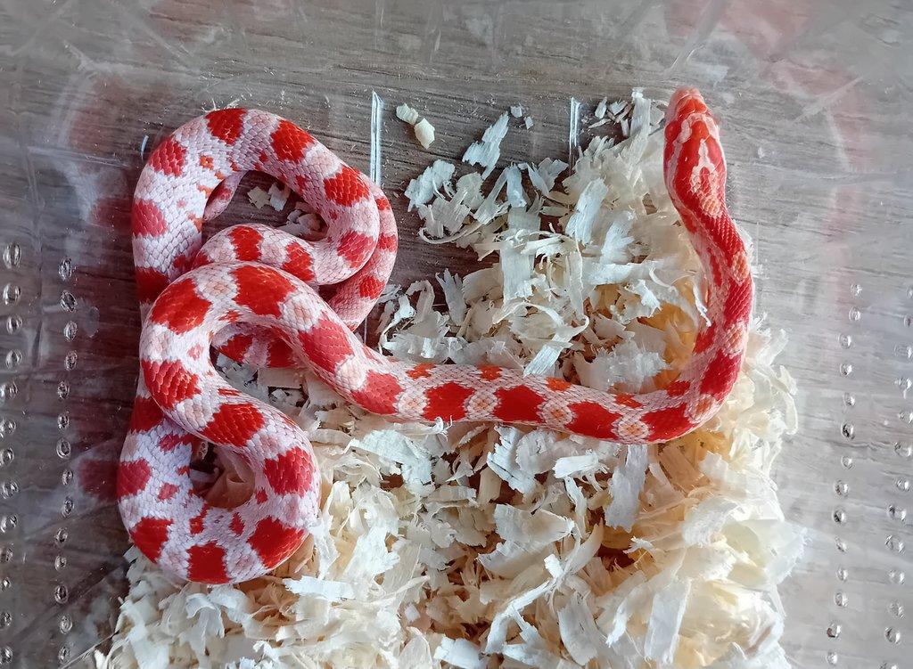 Užovka červená het. Scaleless