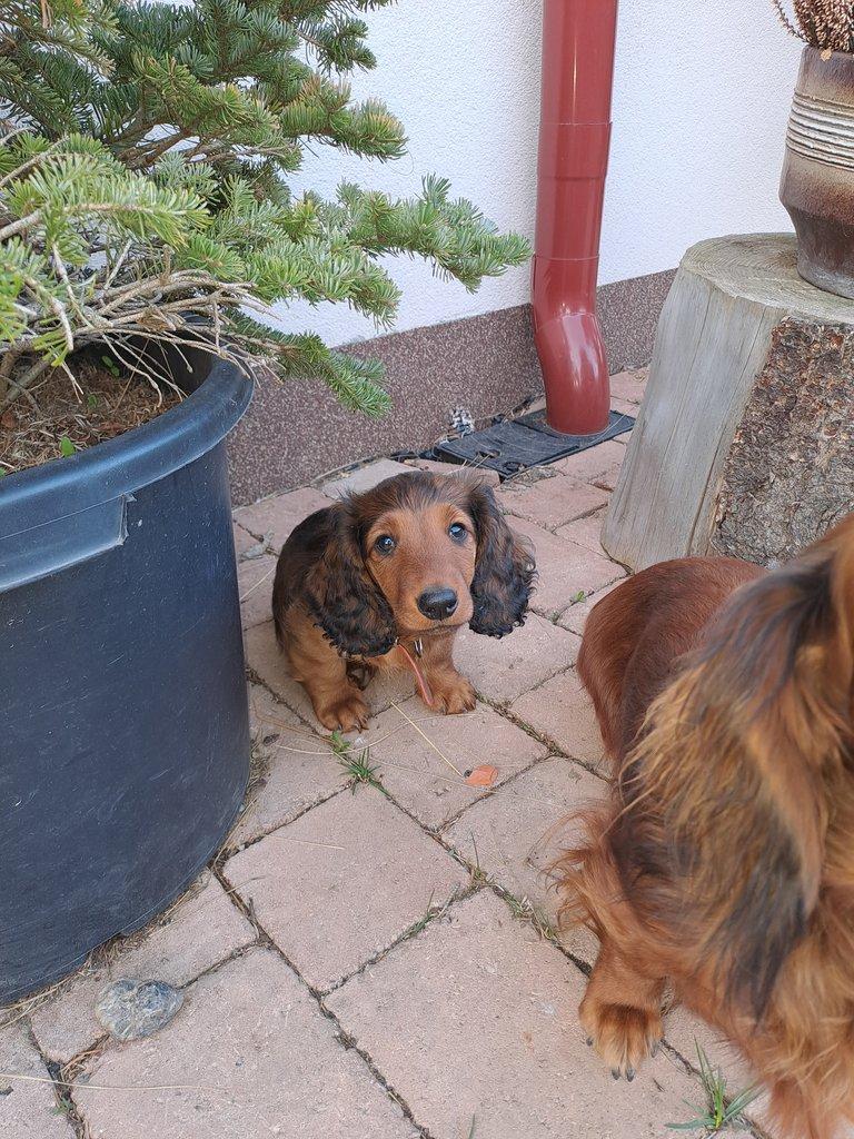 Jezevčík dlouhosrstý standardní s PP