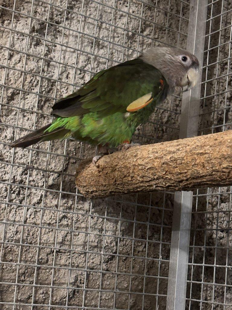 Papoušek kapský fuscikolis