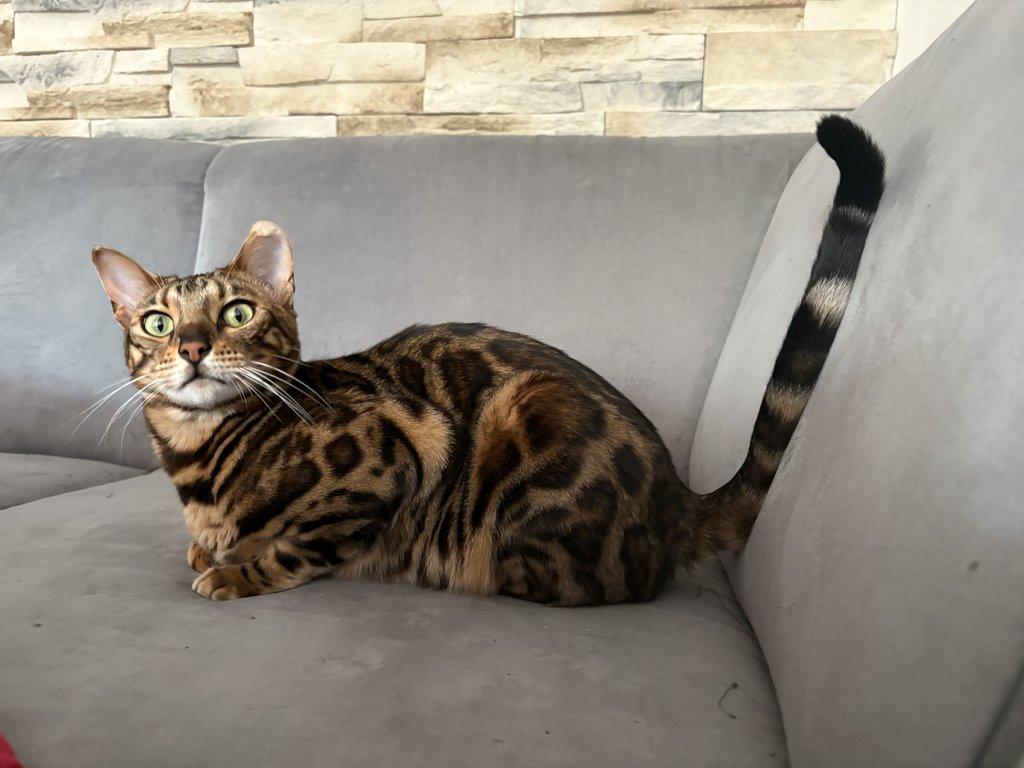 Bengálská kočka - kocourek s PP