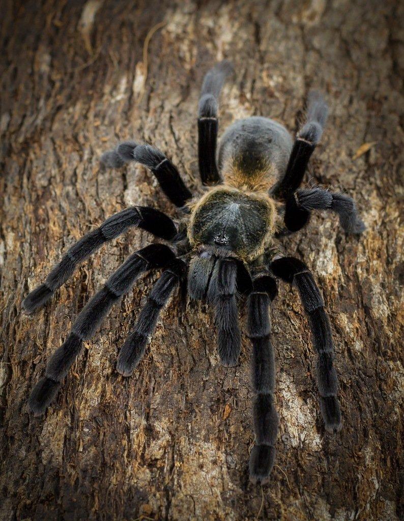 Nabízím sklípkany