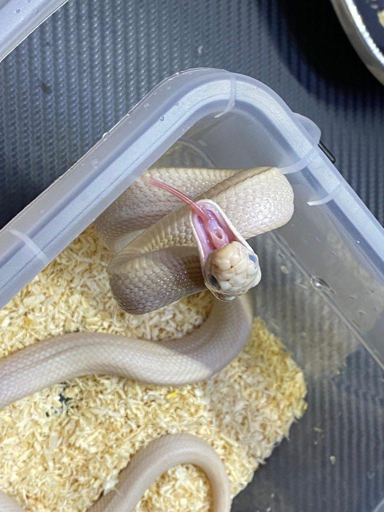 Pantherophis obsoletus lindheimeiri CB: 10/024