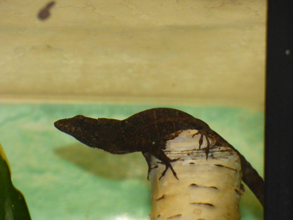 Anolis šedý (Anolis sagrei)