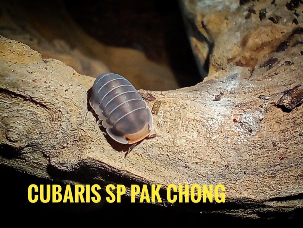 Cubaris sp pak chong