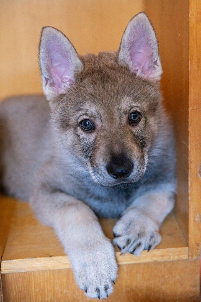 Československý vlčák - štěně s PP TOP prac.spojení