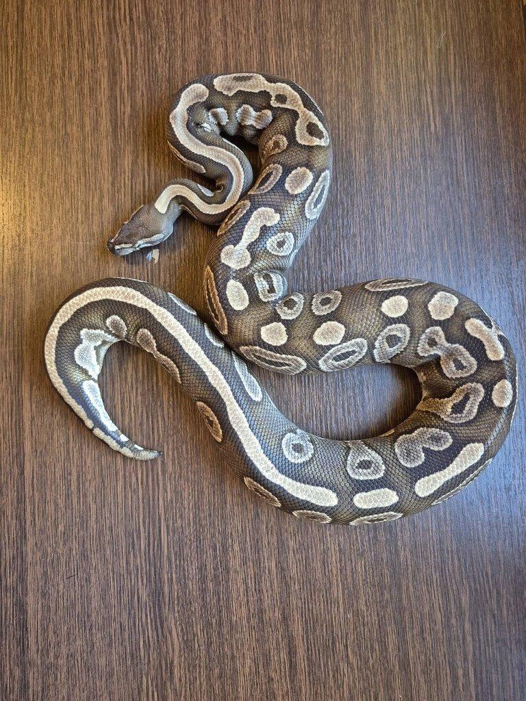 Python Regius - adult
