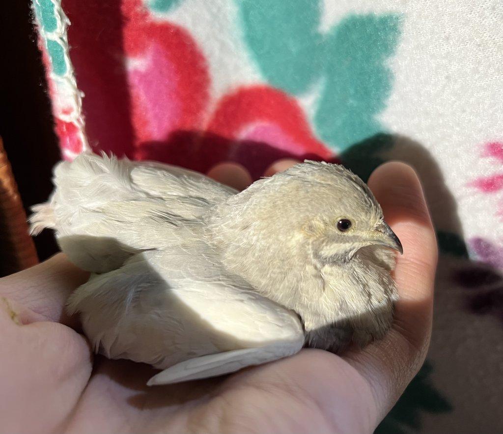 Křepelka čínská - Pár