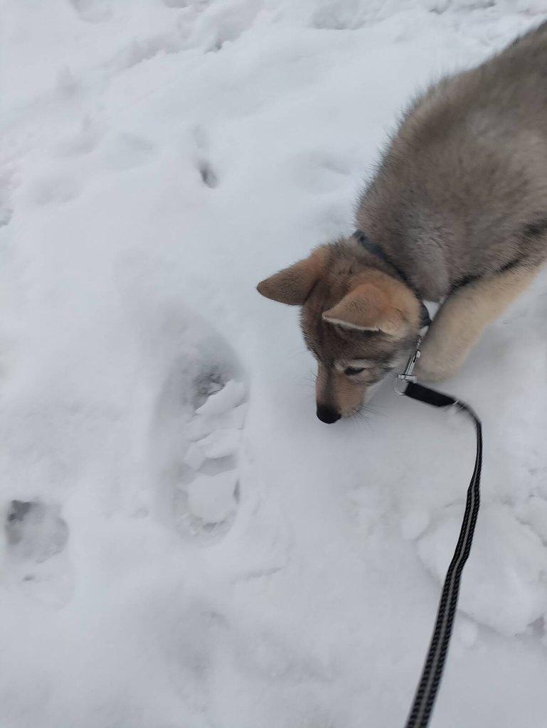 Československý vlčák - štěně s PP TOP prac.spojení