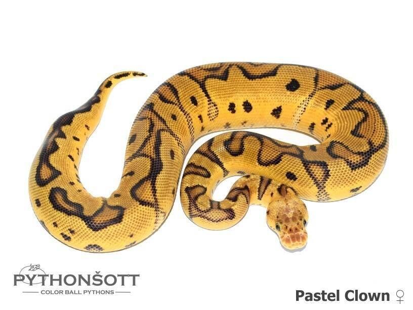 !!! UPRAVENÉ CENY !!! Krajta královská - mláďata