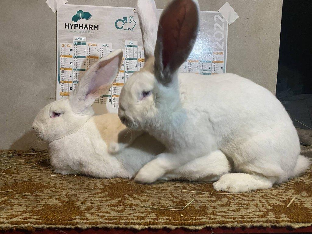 BELGICKÝ OBR ALBÍN