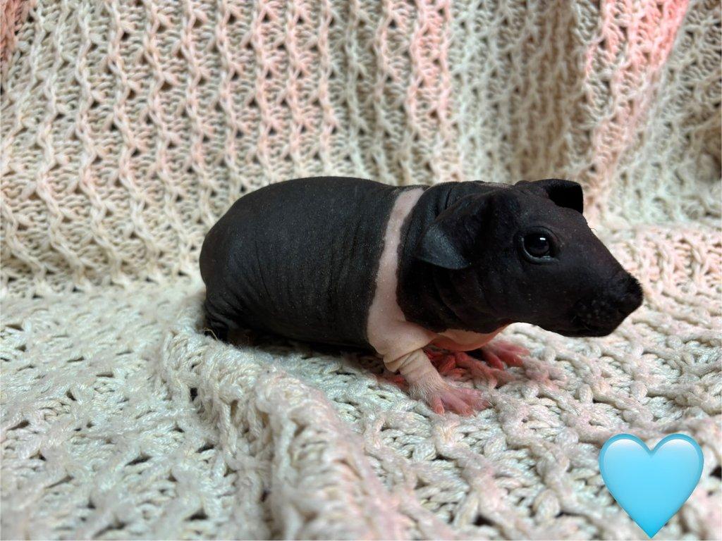 Skinny morčátka, samečci s PP