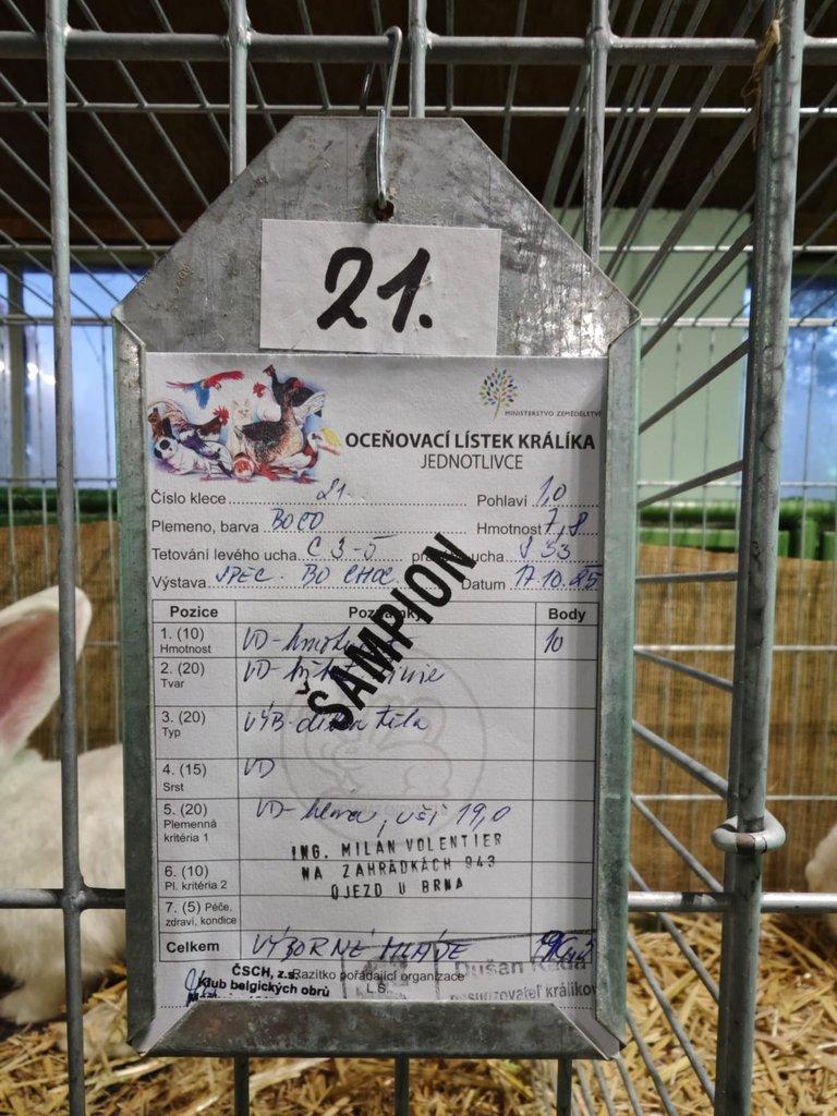 Belgický obr bílý červenooky