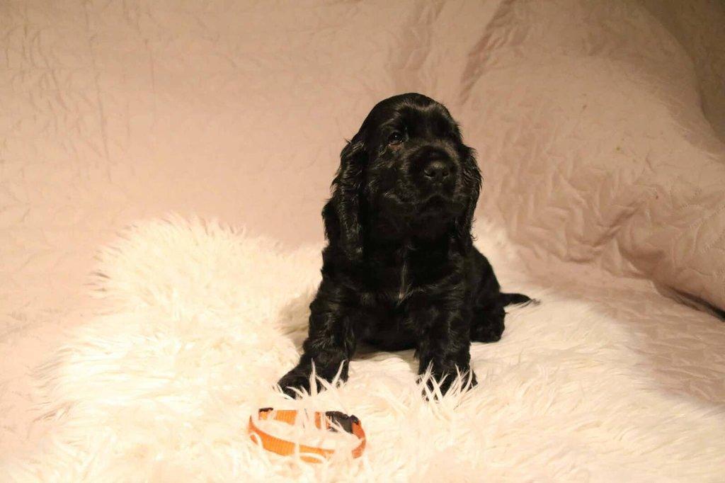 Anglický kokršpaněl s PP - 2 volní pejsci