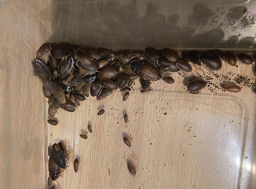 Švábi - Blaptica dubia