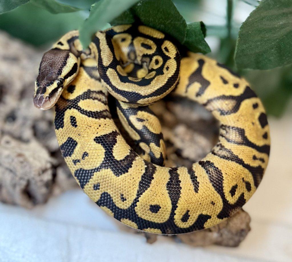 Zamluvené mohu vzít na Živou exotiku 17.1.26 - F18-F20