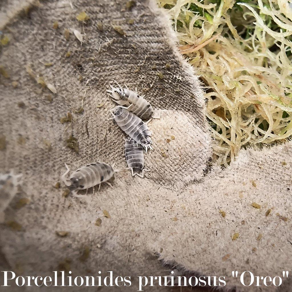 ISOPODY·STÍNKY - Aquatera Olomouc 23.11. / Akce 2+1