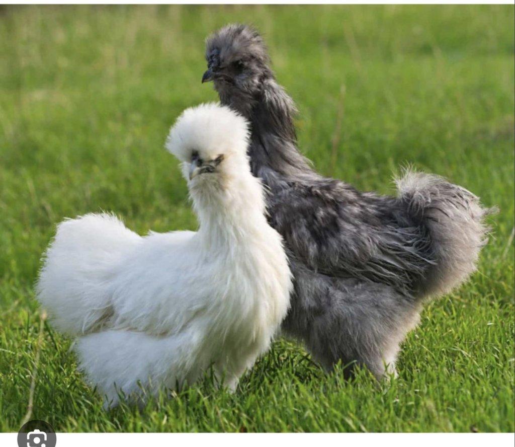 Koupím slepičky Hedvábničky