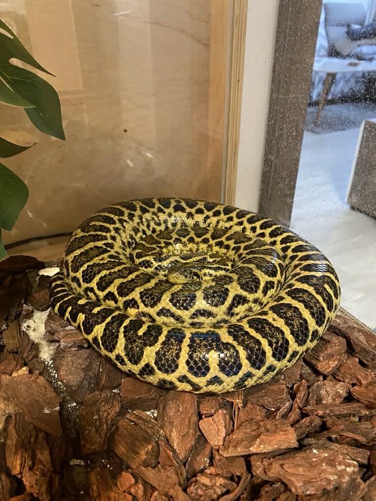 Prodám samce Eunectes murinus a Leiopython albertisii