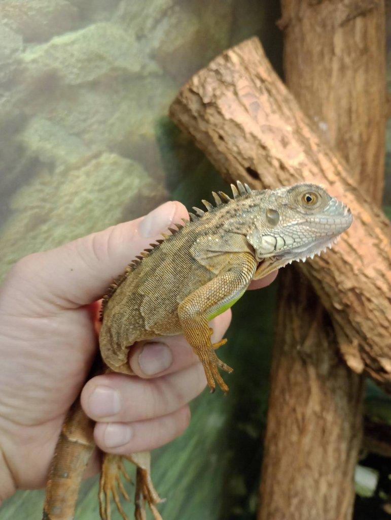 Červený leguán (Iguana iguana)