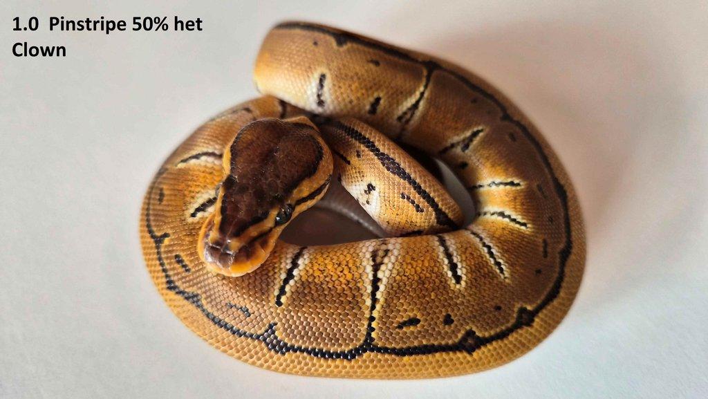 Krajta královská - prodám vlastní odchov 2023 - 2025