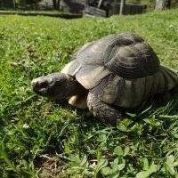 Želva vroubená - testudo marginata