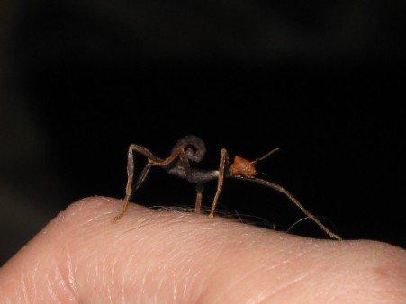 Prodám mláďata strašilky australské (Extatosoma tiaratum)