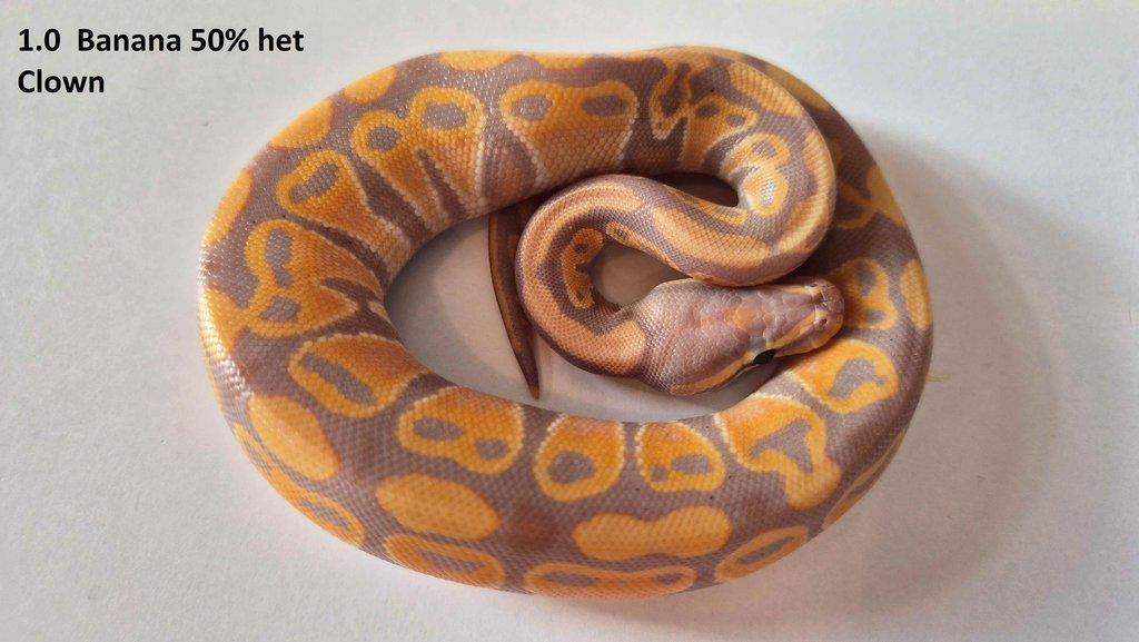 Krajta královská - prodám vlastní odchov 2023 - 2025