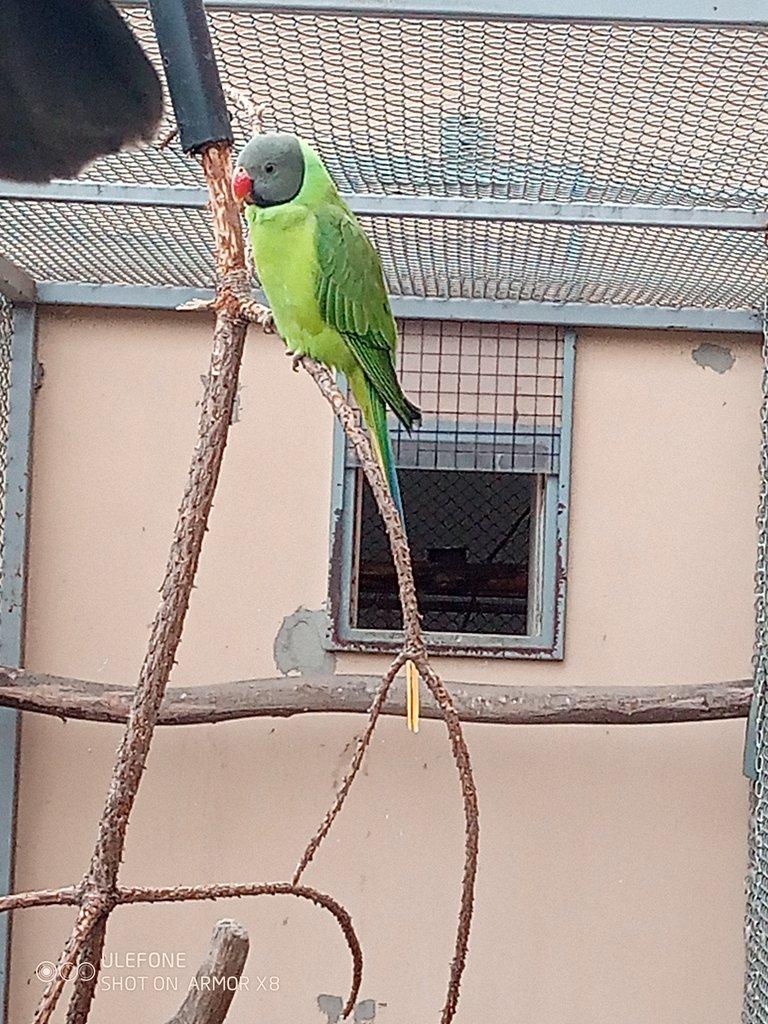 Alexandr černohlavý