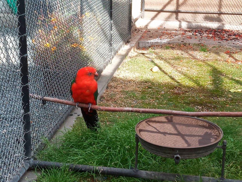 Papoušek královský