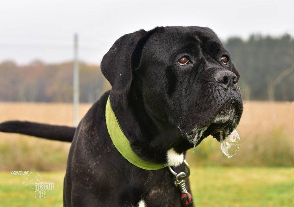 Darujeme nalezeného křížence Cane Corso