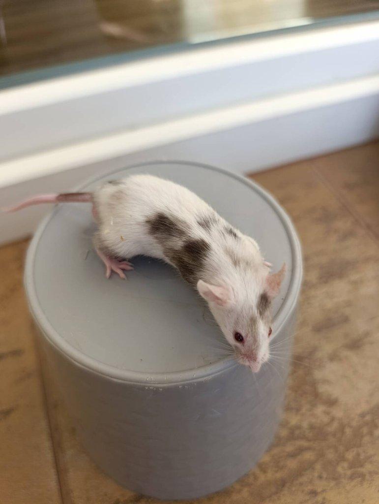 Barevné Fancy myšky