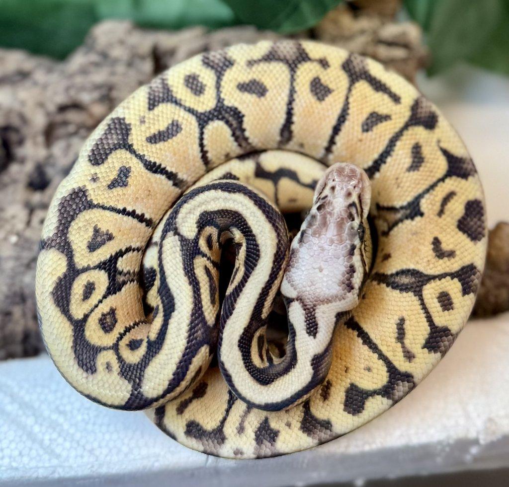 Zamluvené mohu vzít na Živou exotiku 17.1.26 - F18-F20