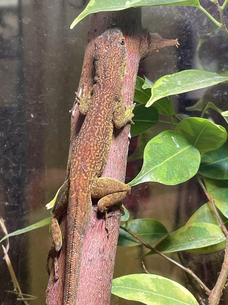 1,2 anolis desiradei