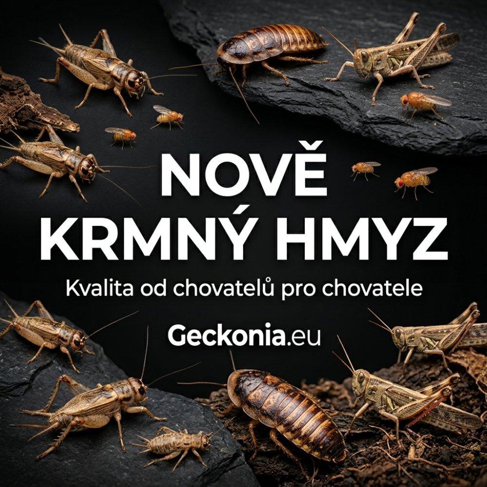 Nově u nás pořídíte i kvalitní krmný hmyz 🦗