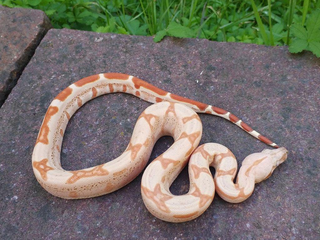 Boa imperator - Scoria Paradigm, IMG Arctic, IMG Paradigm
