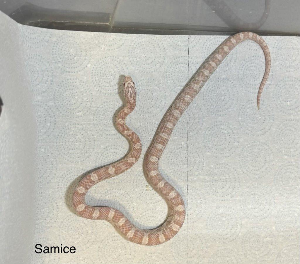 Užovka červená scaleless het scaleless